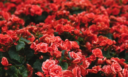 Tagesausflug Insel Mainau