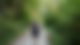 Mit dem Hund durch den Wald
