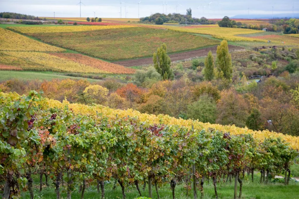 Traumhafte Natur in Rheinhessen
