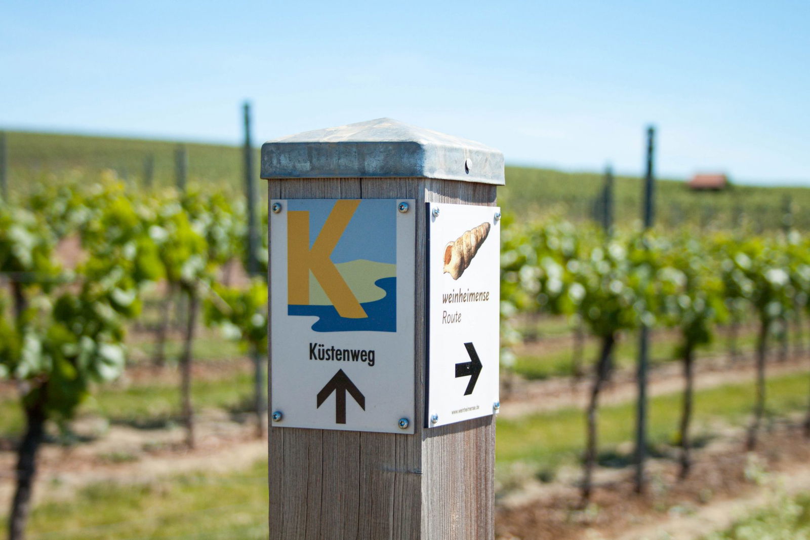 Wandern in Rheinhessen