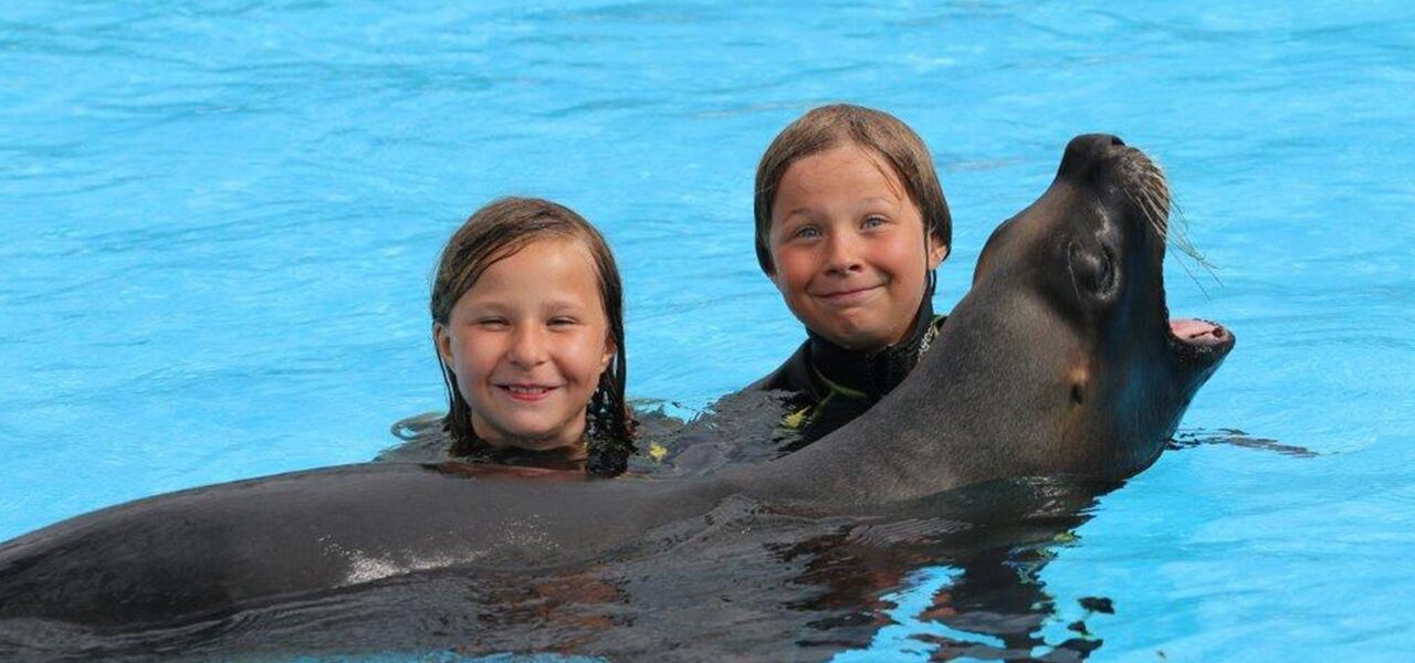 CONNY-LAND schwimmen mit Seelöwen