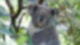 Koala Zoo