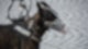 Polizei Hund Polizeihund
