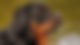 Rottweiler Hund