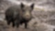 wildschwein schwein