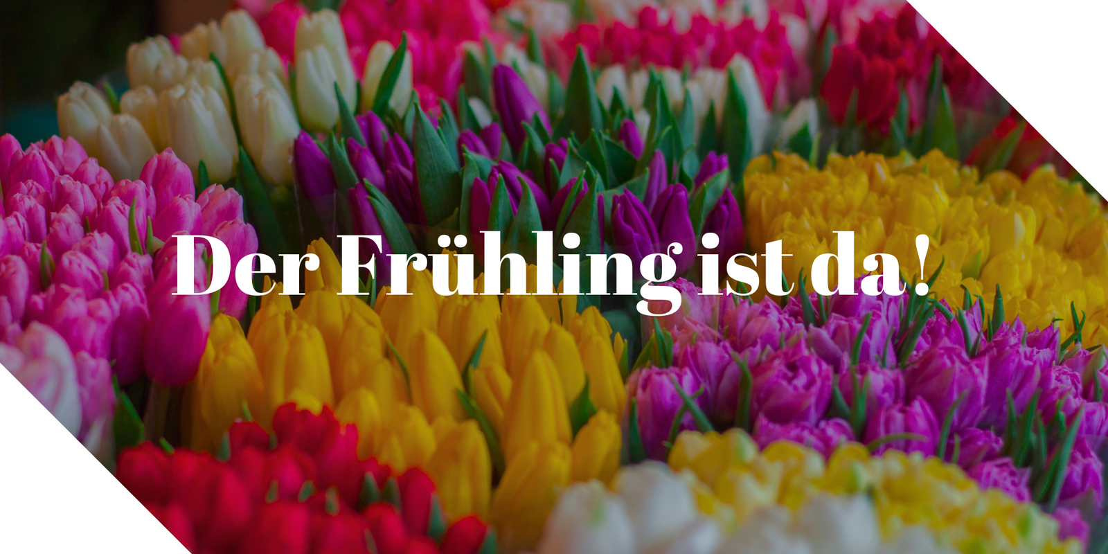 Der Frühling ist da