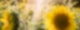 Sonnenblume