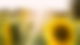 Sonnenblume