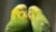 tier vogel wellensittich