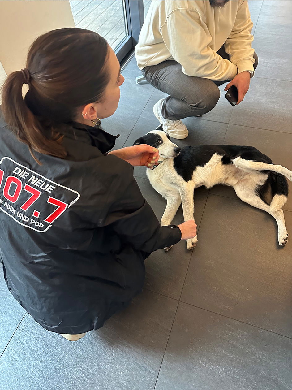 Hund Malteser Gewinner Musiktester