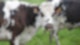 Kuh Wiese Kalb Bauer Wiese