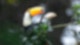 Wilhelma Riesentukane Vogel Vögel Papagei