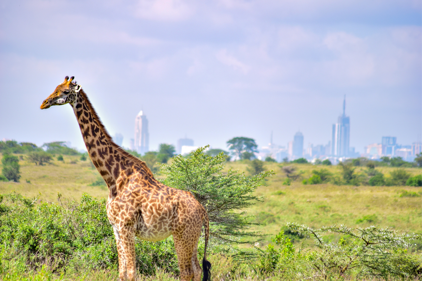 Nairobi