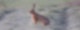 Hase Kaninchen Feld