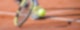 Tennis Sport