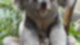 Wilhelma Koala