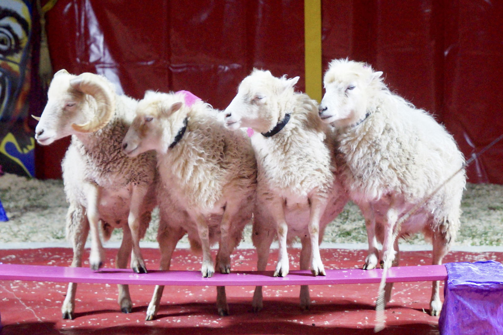 Hofmeister Ostercircus