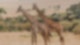 Giraffen
